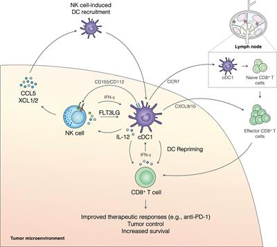 The Natural Killer–Dendritic Cell Immune Axis in Anti-Cancer Immunity and Immunotherapy